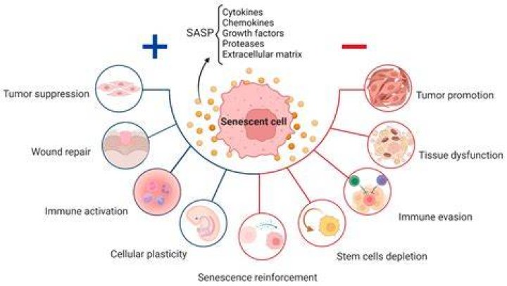 At what age does senescence begin?