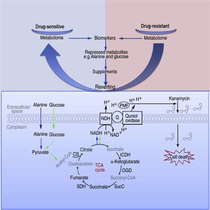 Can kanamycin kill bacteria?