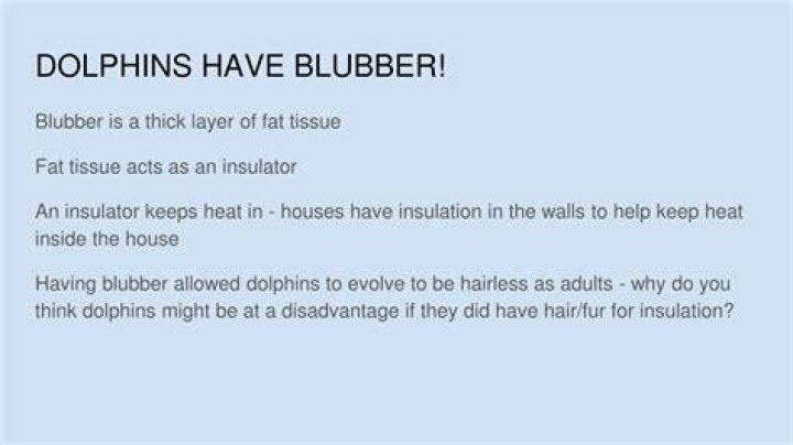 Do dolphins have blubber?