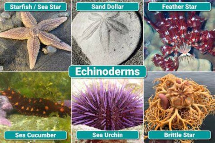 Does echinoderms have coelom?
