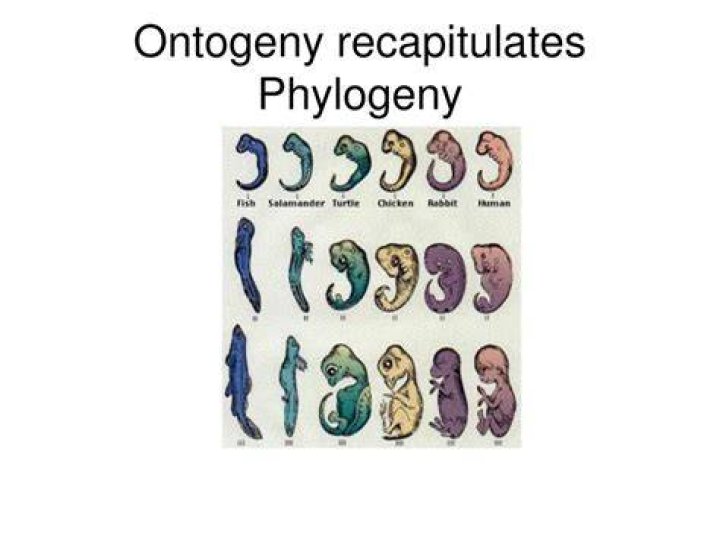 Does phylogeny recapitulates ontogeny?