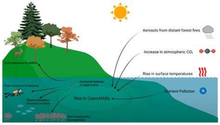 How are humans advantaged by algae?