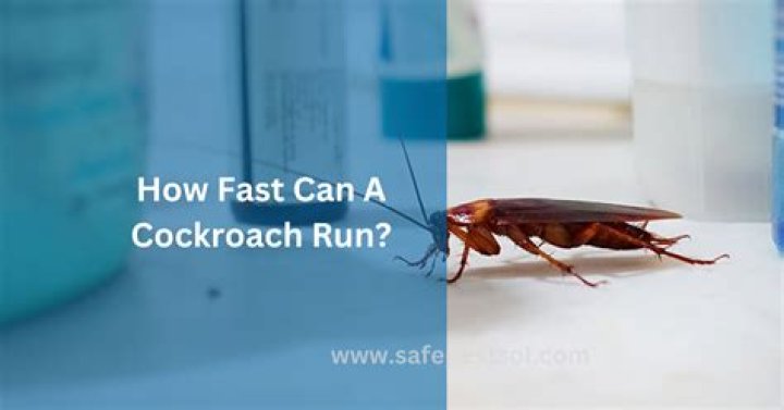 How fast can chicharito run?