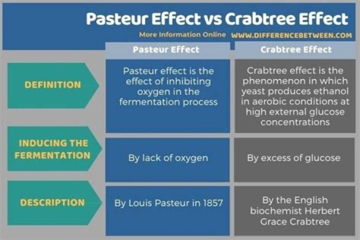 What is meant by Pasteur effect?