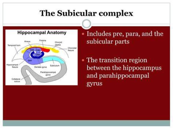 What is subicular complex?