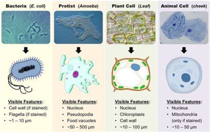 Whats the difference between protist and animals?