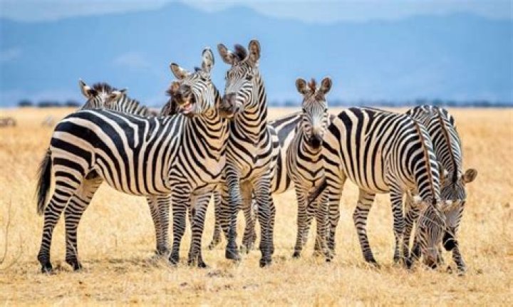 Why do zebras have stripes?